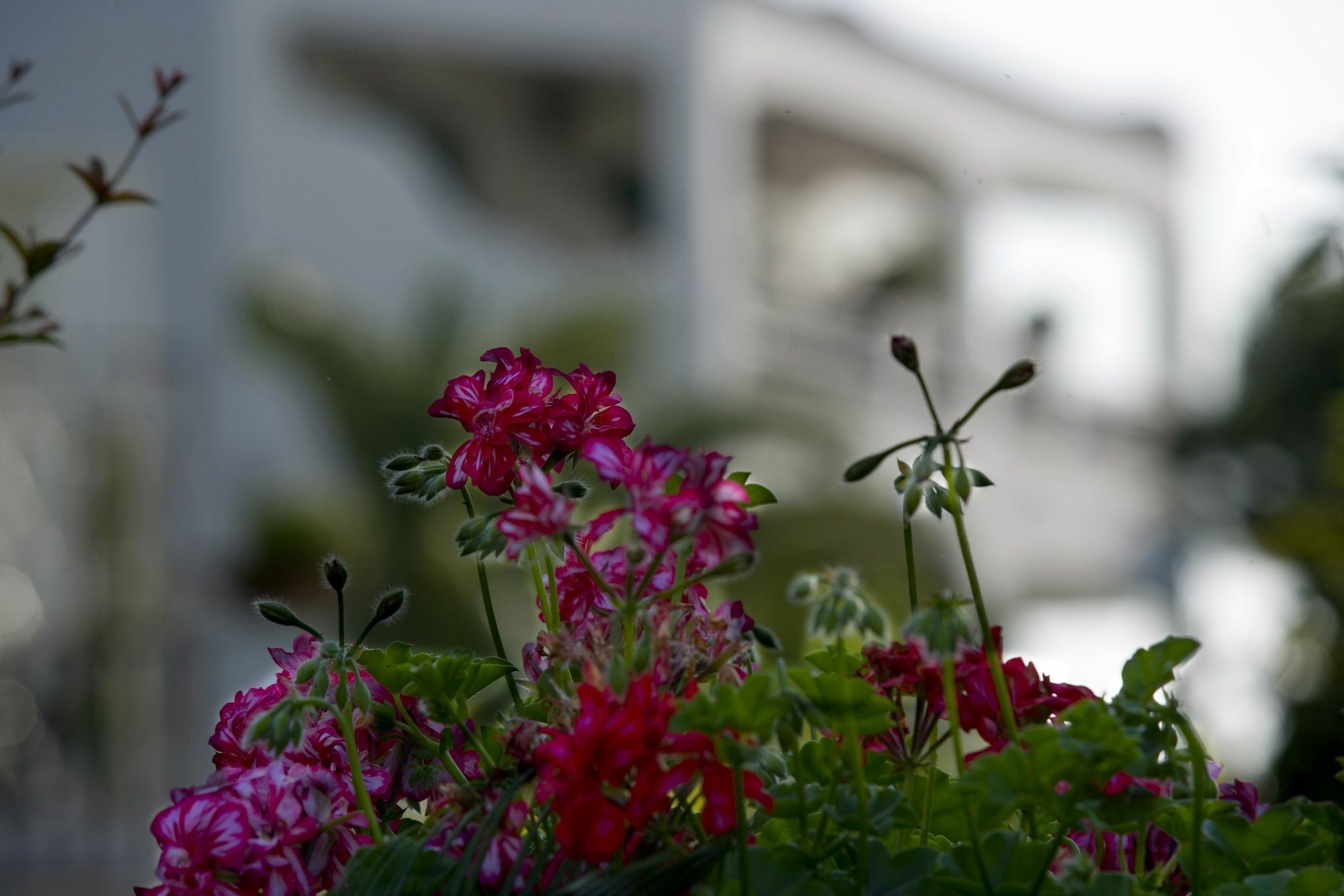 Hotel Parco Maria Terme Forio di Ischia エクステリア 写真